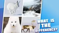 4 pictures 1 odd: animals, pets, who is differ? Screen Shot 2