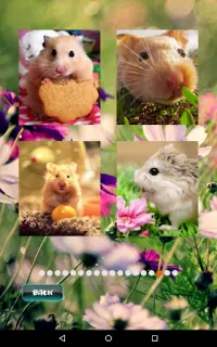 Puzzles pour animaux de compagnie de hamster Screen Shot 8