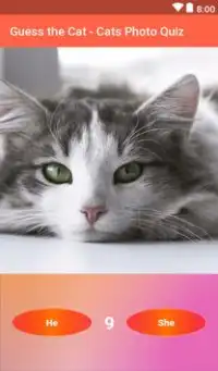 Guess the Cat Screen Shot 4