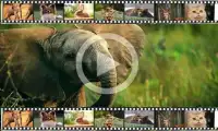Животные для детей! Видео! Animals for kids! Video Screen Shot 2