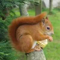 Squirrels Jigsaw Puzzles Screen Shot 4