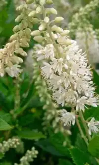 Clethra Flowers Jigsaw Puzzle Screen Shot 0