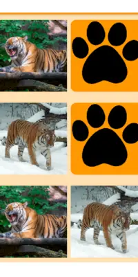 Tiger Memory Game Screen Shot 4
