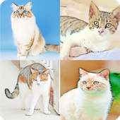 Guess The Cat Breeds