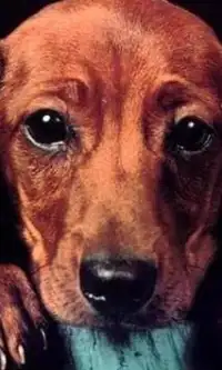 Dachshund hd Jigsaw Puzzle Screen Shot 2