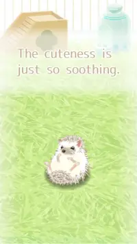Hedgehog Pet Screen Shot 5