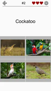 Bird World - Famous Birds Quiz Screen Shot 4