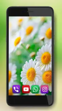 Camomiles Flowers Live Wallpaper Screen Shot 2