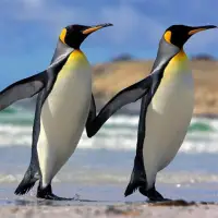 Penguins Jigsaw Puzzles Screen Shot 7