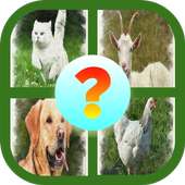 Guessing games pets
