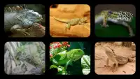 Lizard Jigsaw Puzzles Screen Shot 0