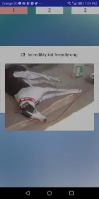 Dog Spotter Screen Shot 2