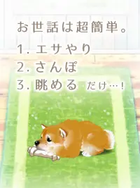 癒しの子犬育成ゲーム〜柴犬編〜 Screen Shot 11