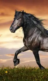 Horses Jigsaw Puzzles Games Screen Shot 1