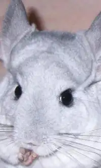 Chinchilla Jigsaw Puzzles Screen Shot 1