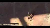 The Spider Smasher Screen Shot 1