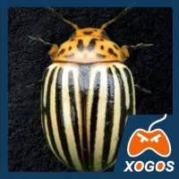 Crash of Colorado Potato Beetle
