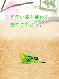 癒しのインコ育成ゲーム Screen Shot 8