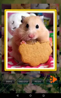Hamster Haustier Rätsel Screen Shot 6