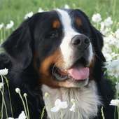 Bernese Mountain Dog Jigsaw