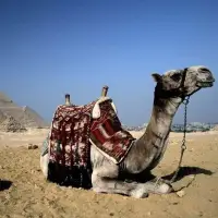 Camels Jigsaw Puzzles Screen Shot 1