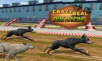 Crazy Real Dog Race: Greyhound Racing Game Screen Shot 4