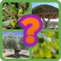 Guess the tree - Tree species identification quiz