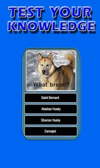 Dog Breeds Trivia Fun Animal Quiz Screen Shot 1