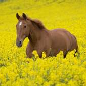 Best Horses Jigsaw Puzzles Game