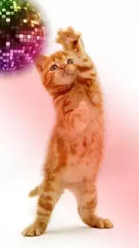 Funny cats Dancing and playing Screen Shot 12