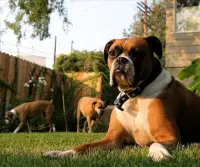 Boxer Jigsaw Puzzle Screen Shot 4