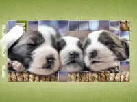 Honden Puzzels Screen Shot 16