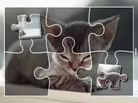 Kittens Jigsaw Puzzle Games Screen Shot 3