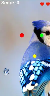 Blue Jay Flying Screen Shot 2