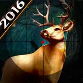 Whitetail Deer Hunting 2016