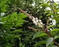 Clethra Flowers Jigsaw Puzzle Screen Shot 4