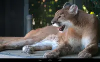 Angry Cougar Screen Shot 4