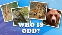4 pictures 1 odd: animals, pets, who is differ? Screen Shot 5