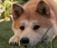 Akita Inu Jigsaw Puzzle Screen Shot 3