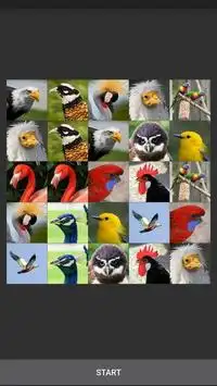 Bird Games FREE: Puzzles Calls Screen Shot 5