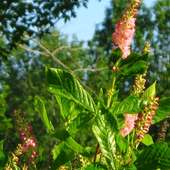 Clethra Flowers Jigsaw Puzzle