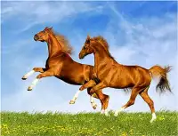 Horse Jigsaw Puzzle Trò chơi m Screen Shot 6