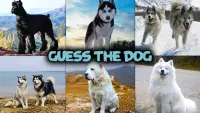 Dog quiz game Screen Shot 0