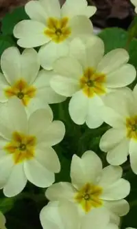 Primrose Flowers Puzzle-Spiel Screen Shot 2
