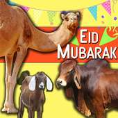 Eid Animal Transport Truck