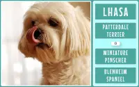 Dog Breeds Game: Ultimate Dog Breed Knowledge Test Screen Shot 11