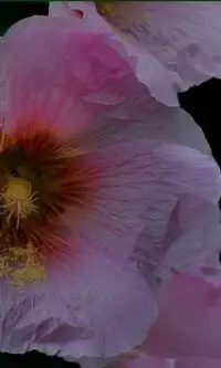 पौधा फूल पहेली खेल Screen Shot 0