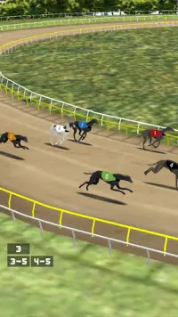 Simple Greyhound Racing Screen Shot 3