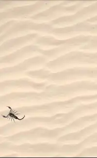 Scorpion simulator Screen Shot 0