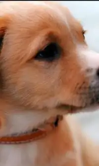 犬のかわいいジグソーパズル Screen Shot 1
